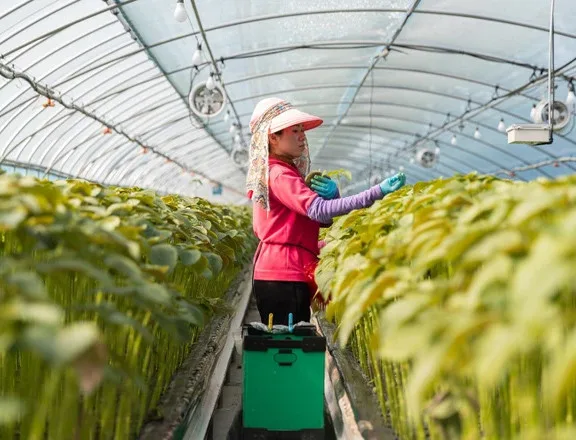 Du học sinh D4 và D2 có thể mời bố mẹ sang Hàn làm việc