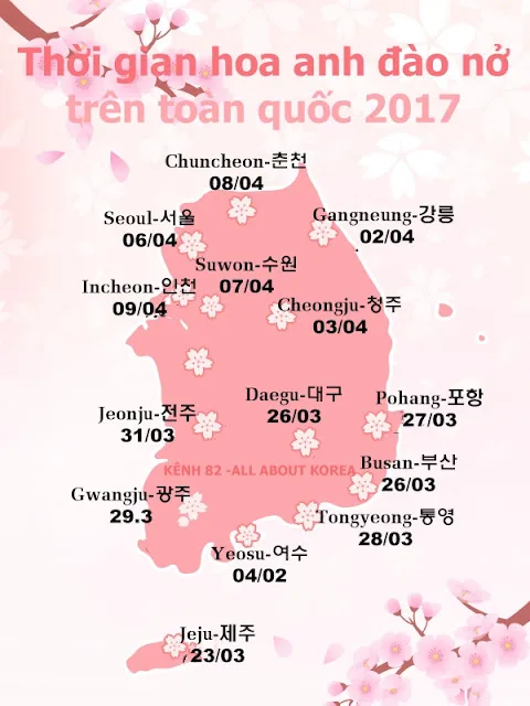 Dự báo lịch nở hoa anh đào ở Hàn Quốc 2018 và địa điểm ngắm hoa