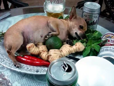 [Văn Hóa] Người Hàn Quốc có ăn thịt chó?