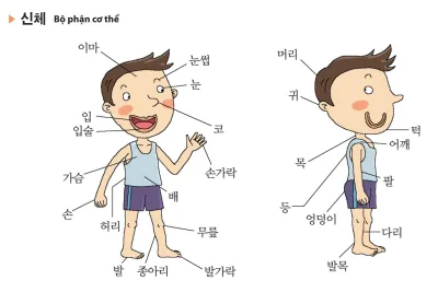 [Từ vựng tiếng Hàn theo chủ đề] Bộ phận cơ thể người